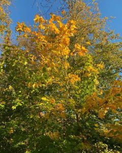 Idag var en god dag 🍂 Rigtig god efterårsferie 🍁🥰 Husk ikke at hold tilbage med løbe eller styrketræningen, men prøv min nye virksomhed Plussport Pro i 14 dage helt gratis 👇 www.Plussport.dk