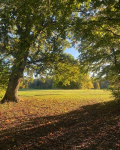 Idag var en god dag 🍂 Rigtig god efterårsferie 🍁🥰 Husk ikke at hold tilbage med løbe eller styrketræningen, men prøv min nye virksomhed Plussport Pro i 14 dage helt gratis 👇 www.Plussport.dk