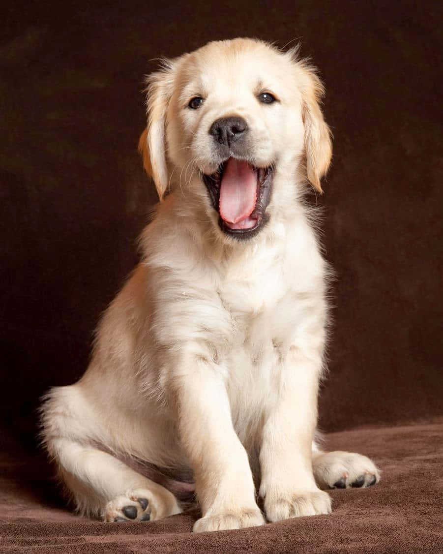 Er du også typen, der elsker at have noget spændende i ørerne, når du går tur med hunden?